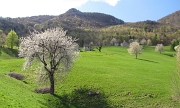 15 Lo splendore di Piazzoli e dei suoi ciliegi in fiore...